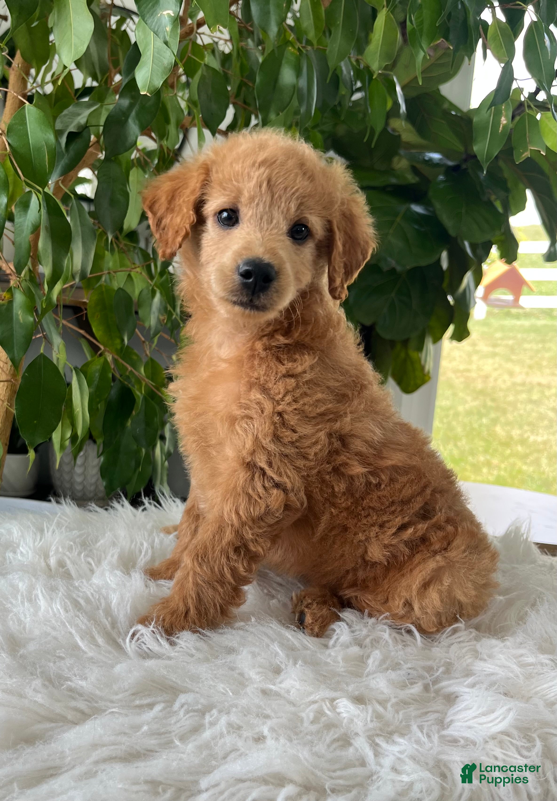 Mini Goldendoodle dogs for sale: Carrie - Ad 3