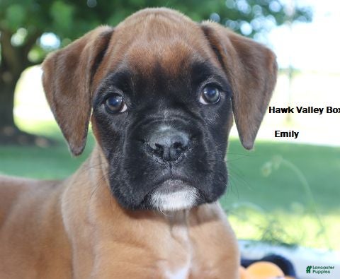 Boxer dogs Emily - Champ lines - Ad 2