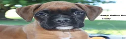 Boxer dogs for sale: Emily - Champ lines - Ad 2