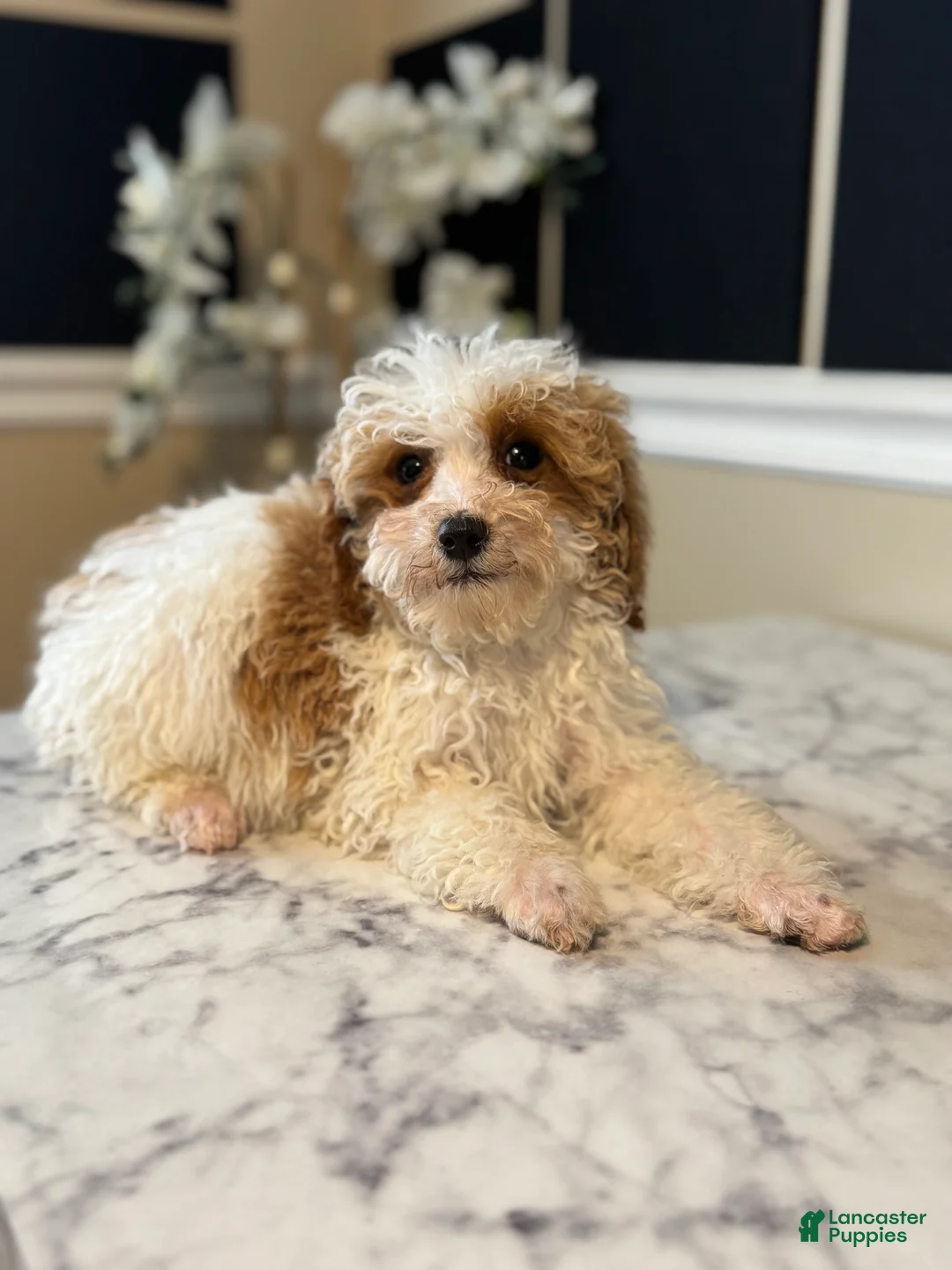 Toy Poodle dogs for sale: Macci - Ad 1