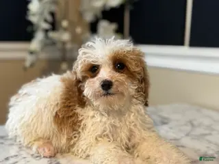 Toy Poodle dogs for sale: Macci - Ad 1