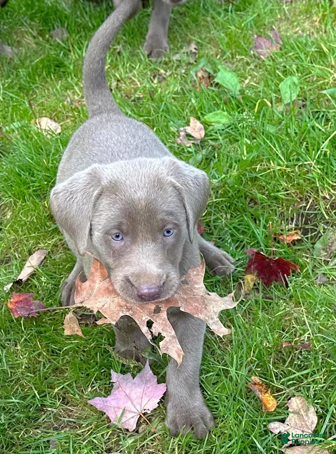 Labrador Retriever dogs for sale: Labrador Retriever 2 - Ad 1