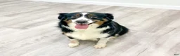 Miniature Australian Shepherd dogs for sale: Smokey - Ad 6