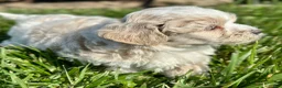 Maltipoo dogs for sale: Chuckles  - Ad 8