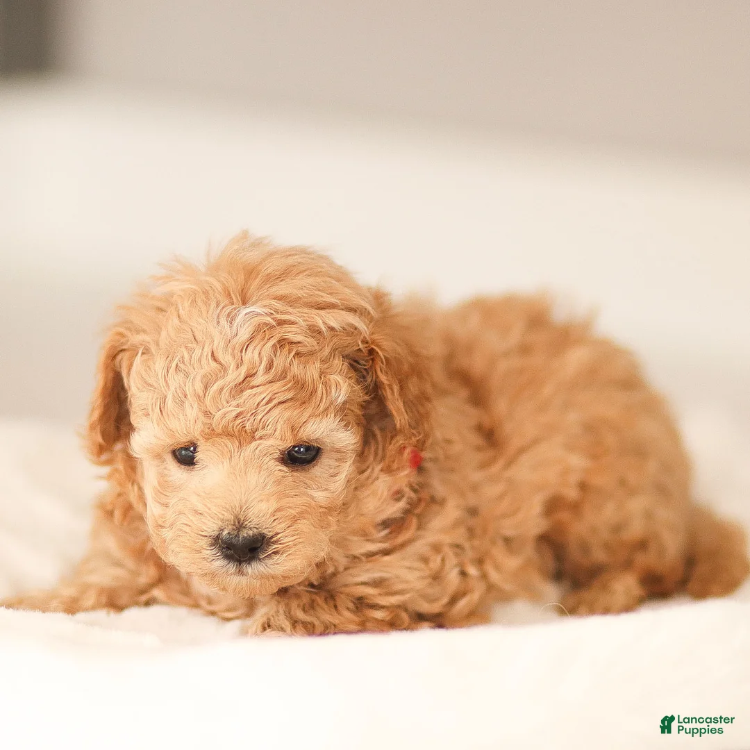 Maltipoo dogs for sale: Maltipoo Puppy 1 - Ad 3