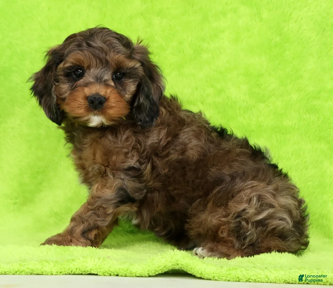 Cockapoo dogs for sale: Mars - Ad 2