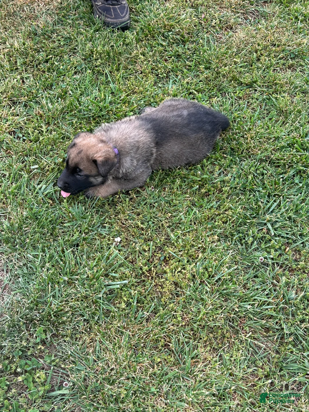 Belgian Malinois dogs for sale: Belgian Malinois Puppy 2 - Ad 1