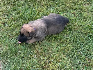 Belgian Malinois dogs Belgian Malinois Puppy 2 - Ad 4