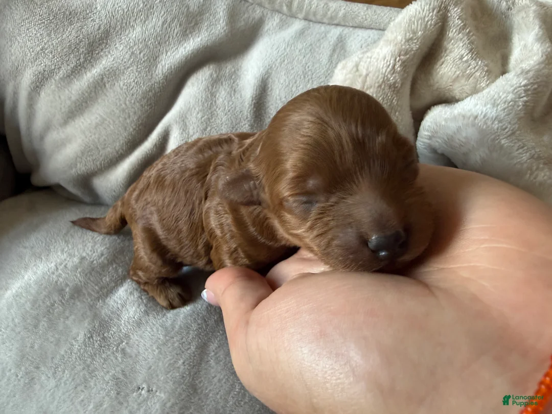 Miniature Poodle dogs for sale: Miniature Poodle 3 - Ad 2