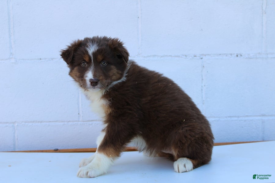 Australian Shepherd dogs Suzy - Ad 1