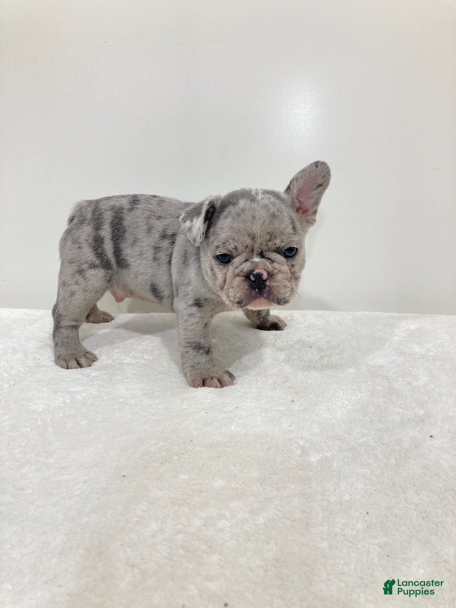 French Bulldog dogs Victor French Bulldog  - Ad 2