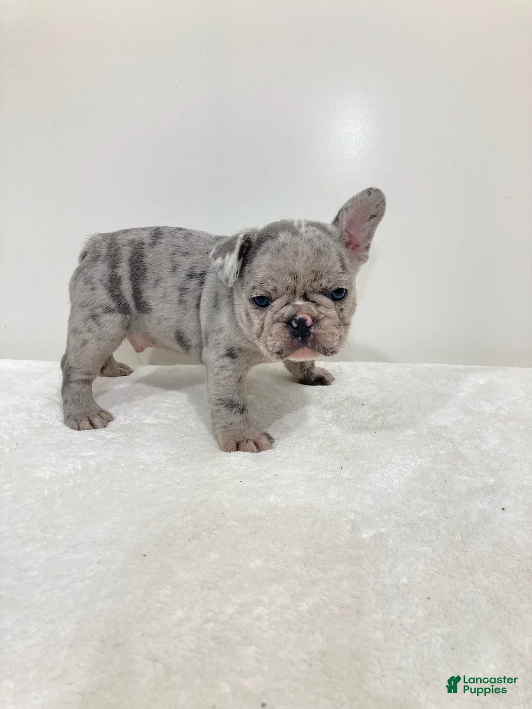 French Bulldog dogs for sale: Victor French Bulldog  - Ad 2