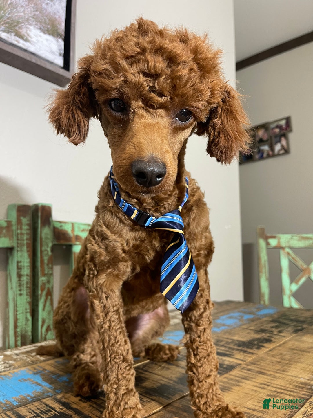 Miniature Poodle dogs for sale: Akc Clear Red Boy Bentley - Ad 5