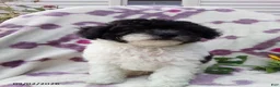 Miniature Poodle dogs for sale: Rover - Ad 11
