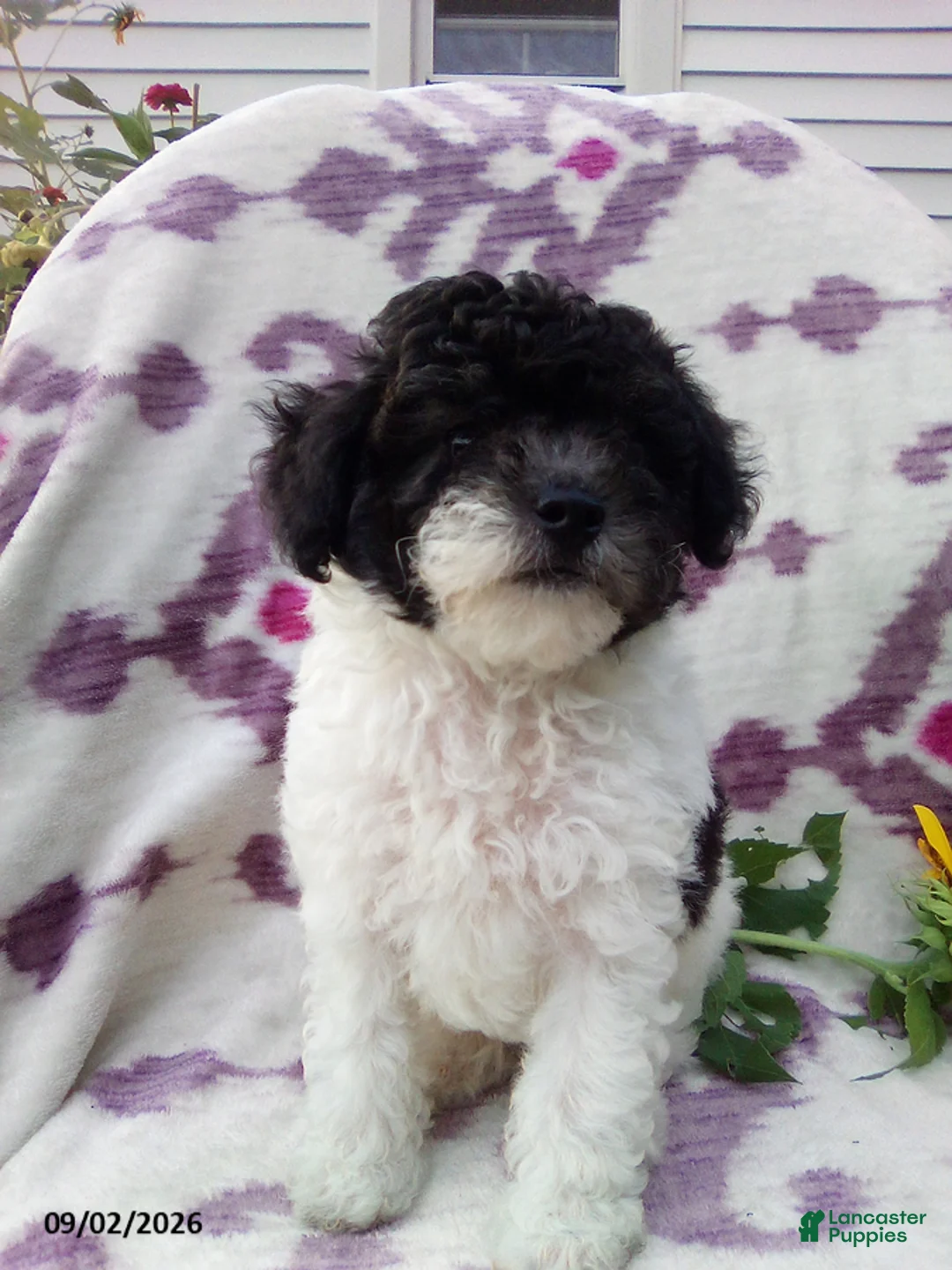 Miniature Poodle dogs for sale: Rover - Ad 11