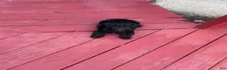 Yorkiepoo dogs for sale: Yorkiepoo  - Ad 2