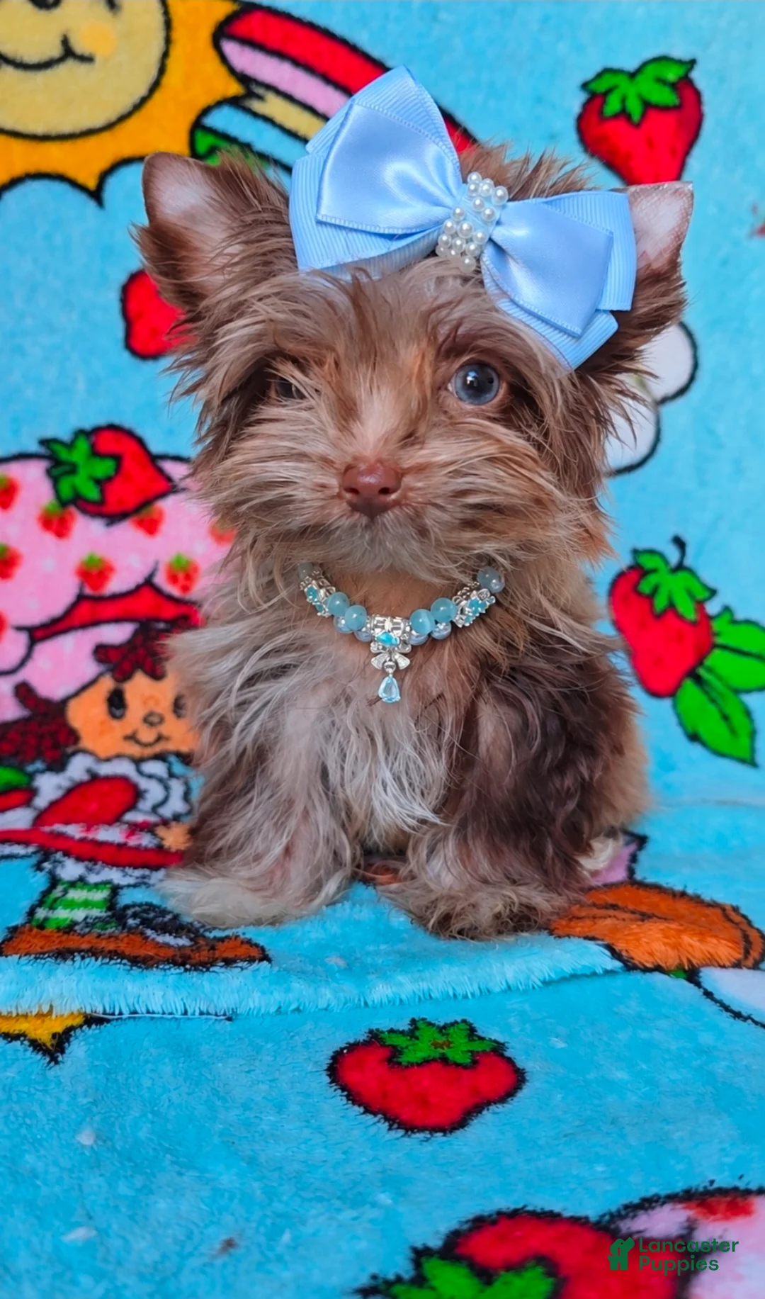 Yorkshire Terrier dogs for sale: Princes Luna by Biewerlux  - Ad 2