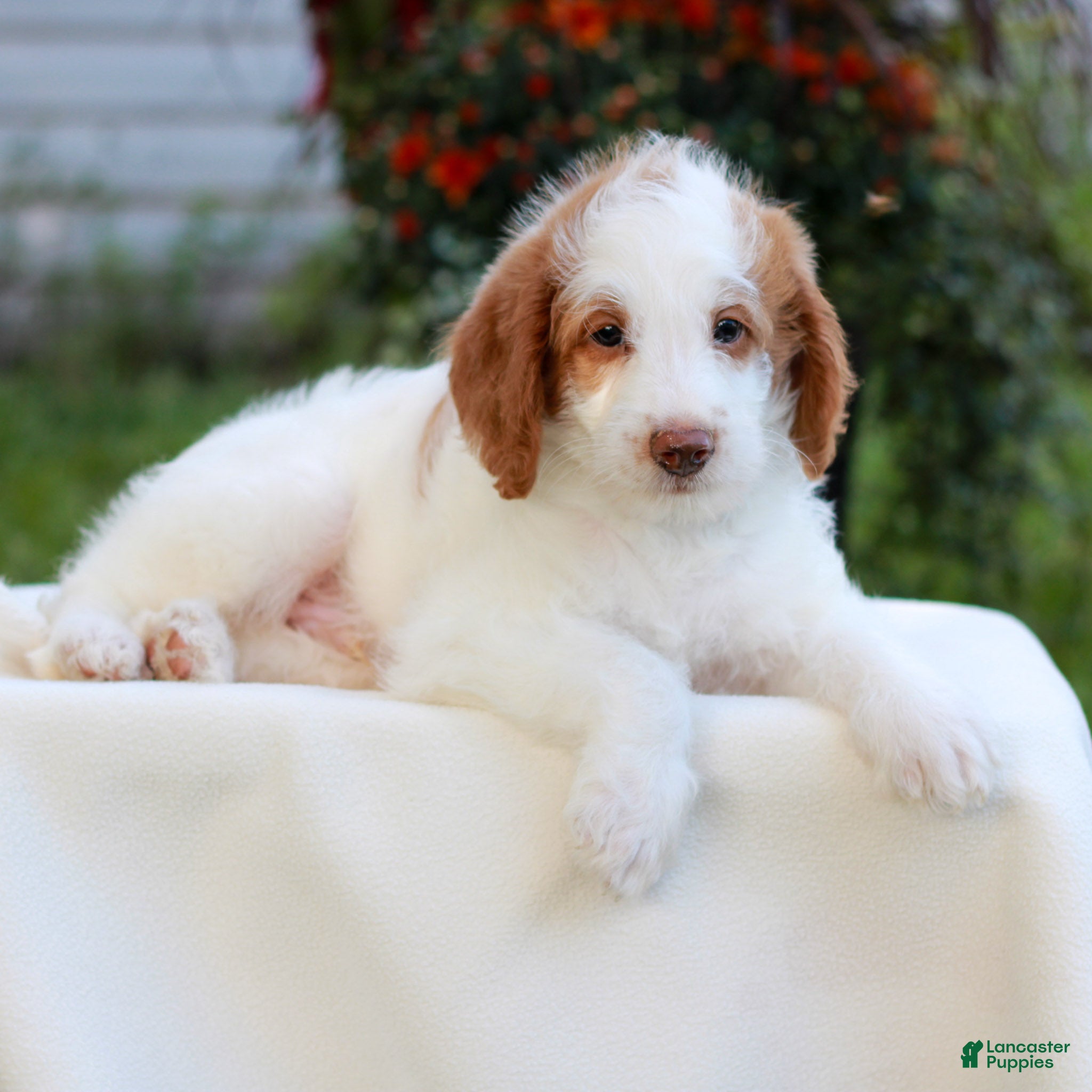 Miniature Labradoodle dogs Dallas  - Ad 1