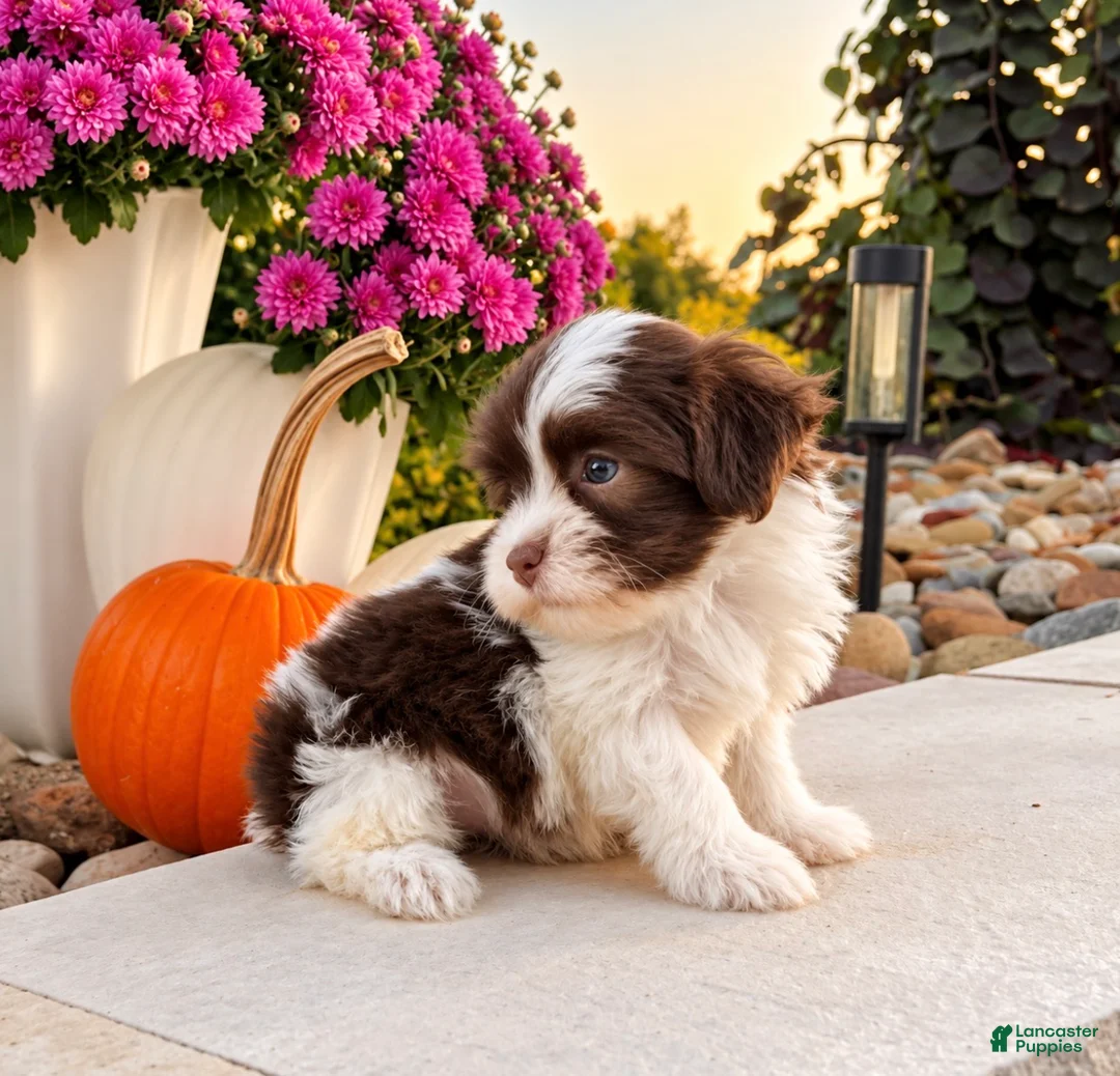 Havanese dogs for sale: Mitzi - Ad 1
