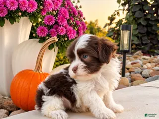 Havanese dogs Mitzi - Ad 1