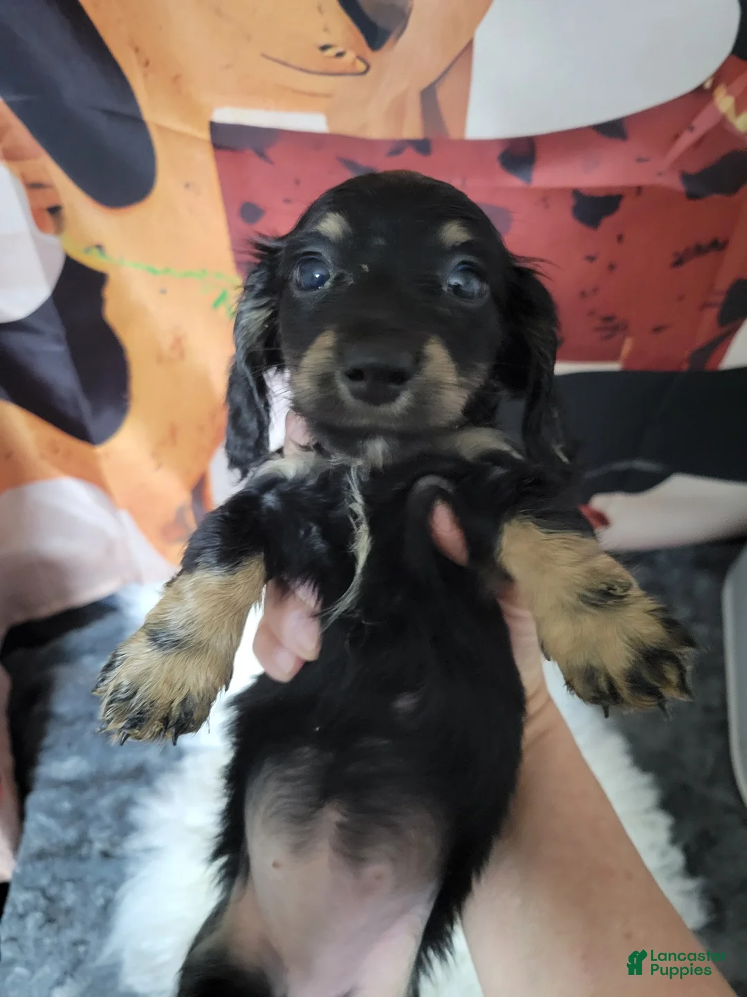 Miniature Dachshund dogs for sale: Wynn, black & cream  - Ad 2