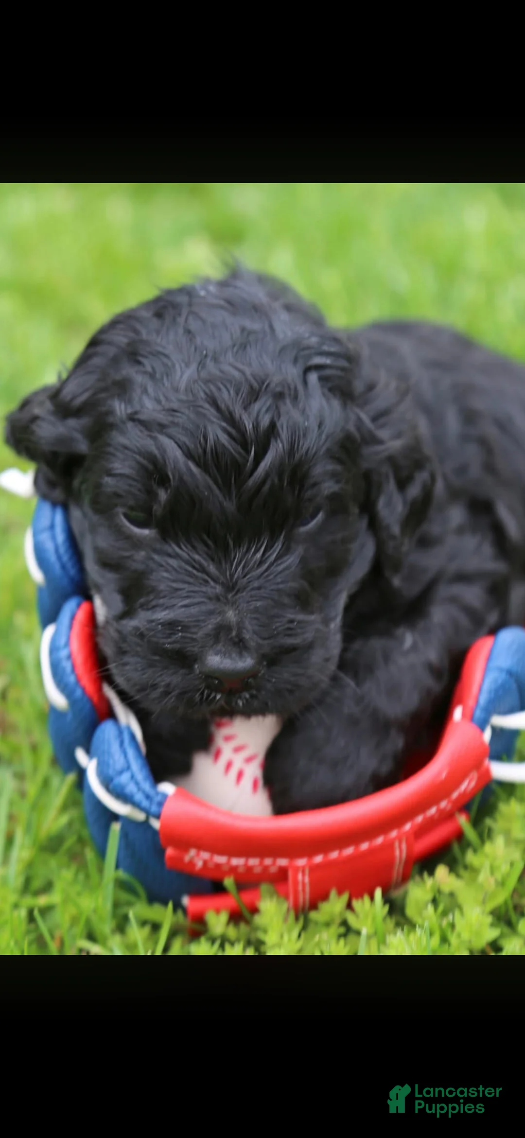 Goldendoodle dogs for sale: Goldendoodle Puppy 4 - Ad 1