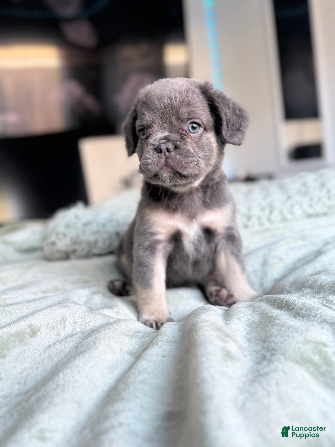 French Bulldog dogs for sale: Lilac tan fluffy french bulldog  - Ad 1