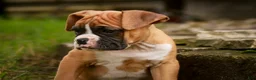Boxer dogs for sale: Dirk - Ad 5