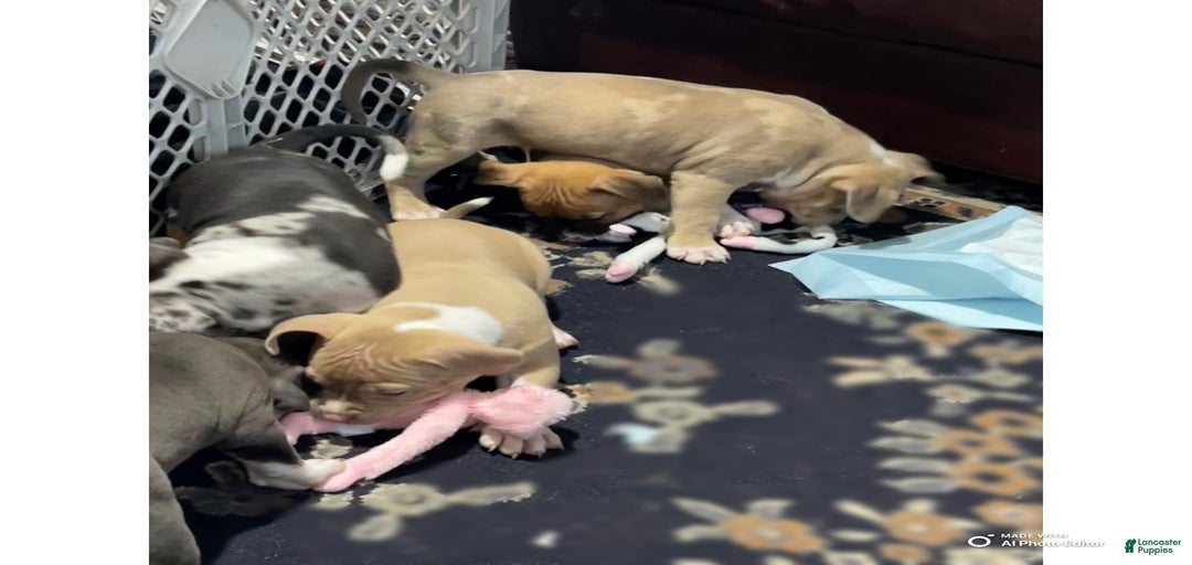 Gallery Image {{count}}