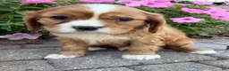 Cavalier King Charles Spaniel dogs for sale: Mario Male AKC Cavalier - Ad 14