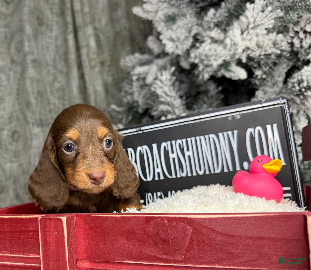 Miniature Dachshund dogs for sale: Ready Xmas eve - Ad 13
