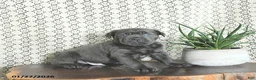 Cane Corso dogs for sale: Ace - Ad 5