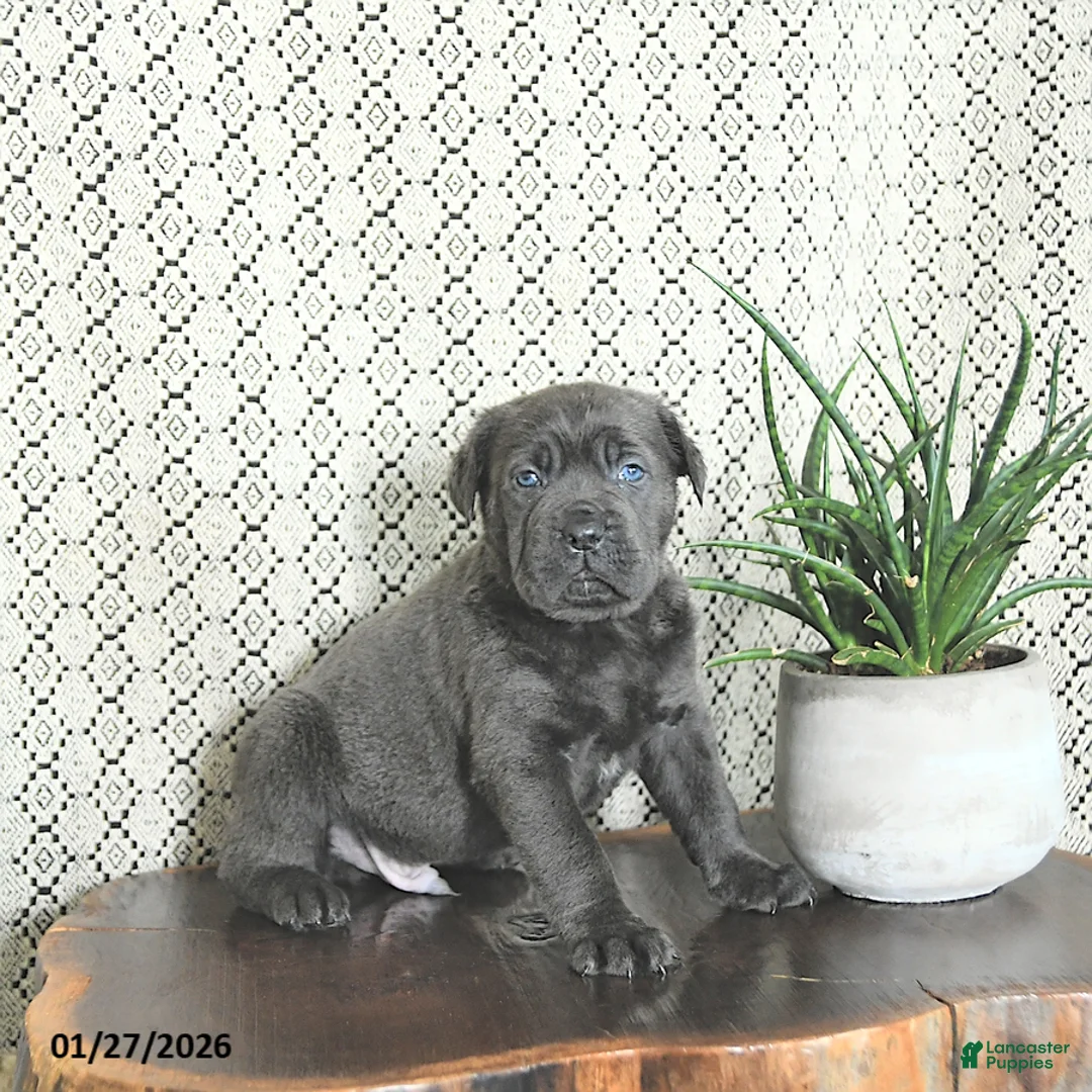 Cane Corso dogs for sale: Ace - Ad 5