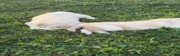 Golden Retriever dogs for sale: Oatmeal - Ad 2
