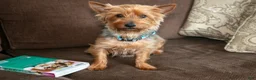 Yorkshire Terrier dogs for sale: Ruby - Ad 4