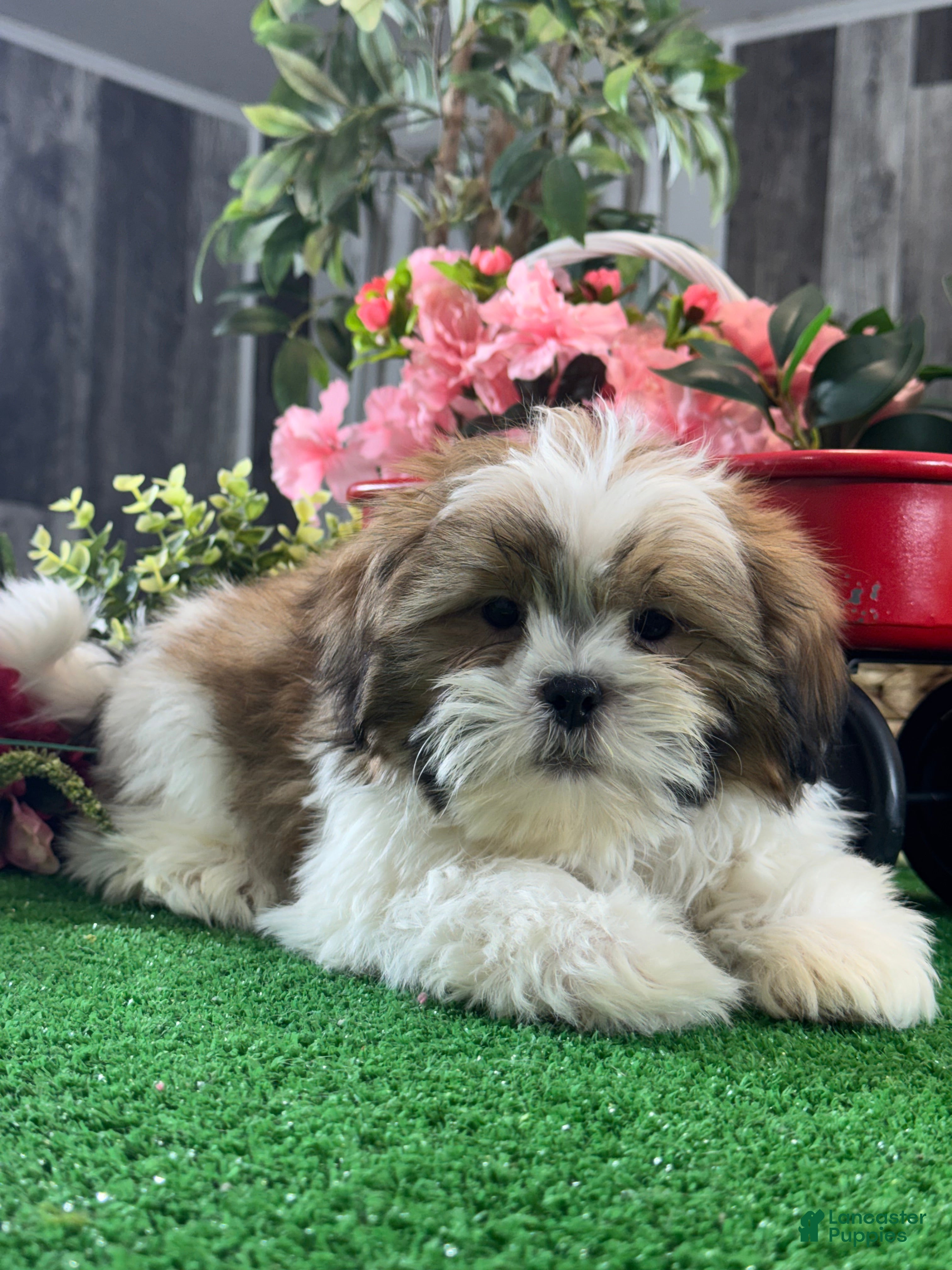Shih Tzu dogs Skipper - Ad 9