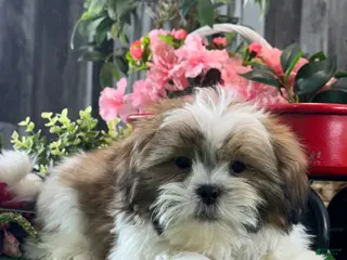 Shih Tzu dogs Skipper - Ad 32