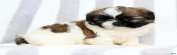 Shih Tzu dogs for sale: Sweetie - Ad 8