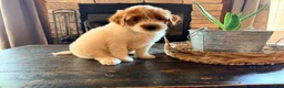 Mini Goldendoodle dogs for sale: Mini Goldendoodle 5 - Ad 6