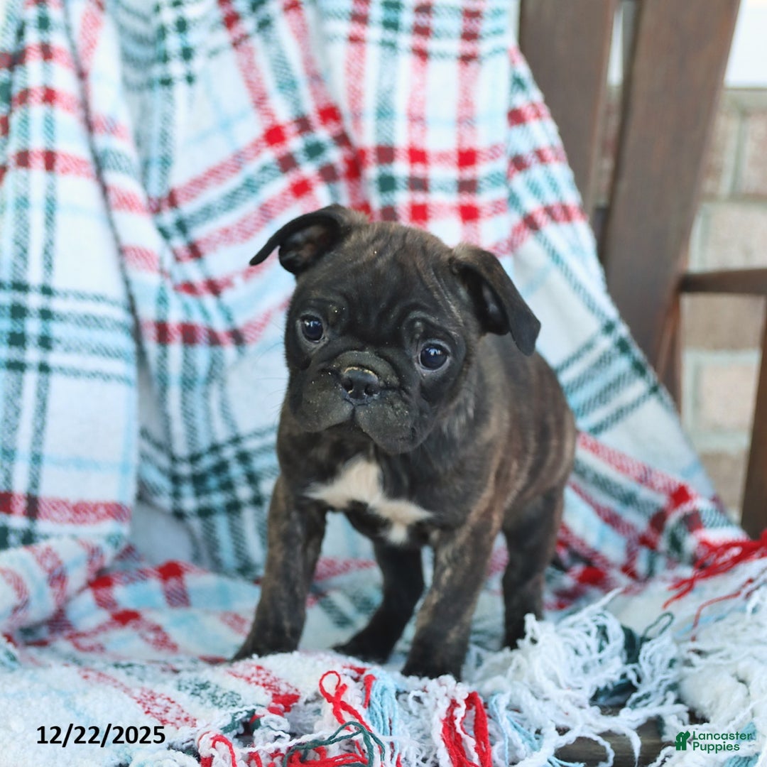 Mixed Breed dogs for sale: Jade - Ad 2