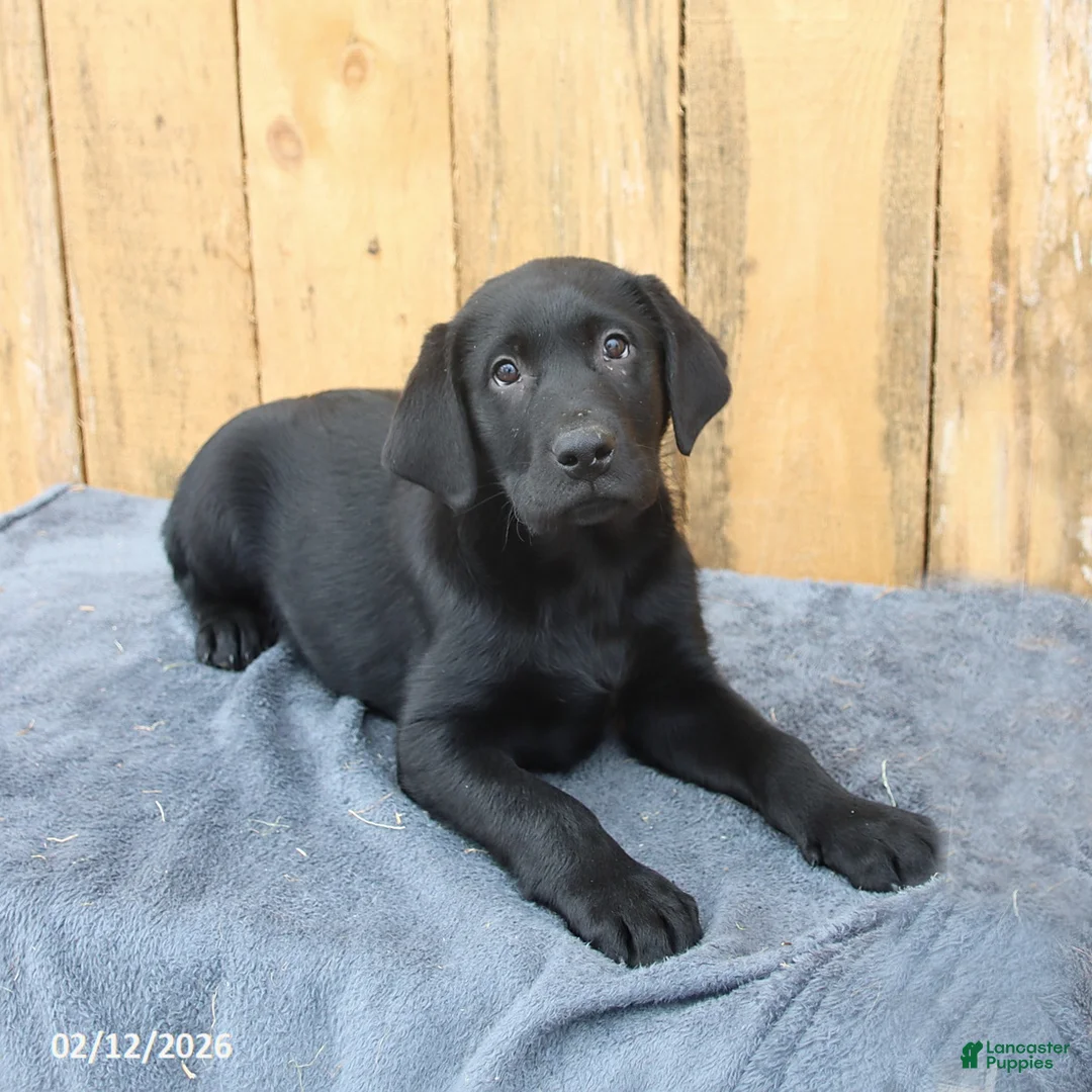 Labrador Retriever dogs for sale: Baxter - Ad 2