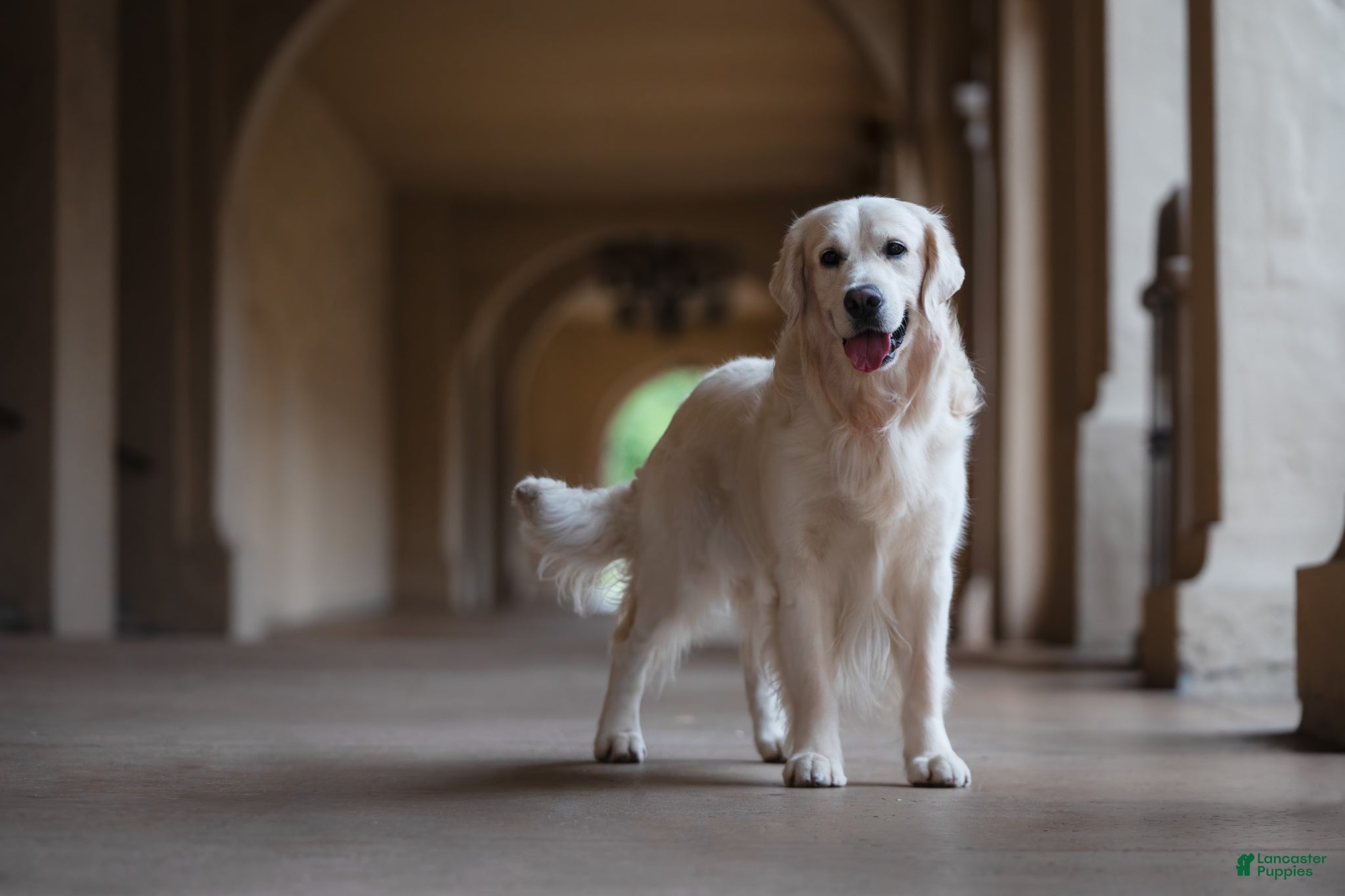 Golden Retriever dogs Golden retriever stud - Ad 3