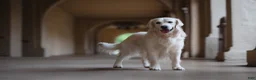 Golden Retriever dogs for stud: Golden retriever stud - Ad 1