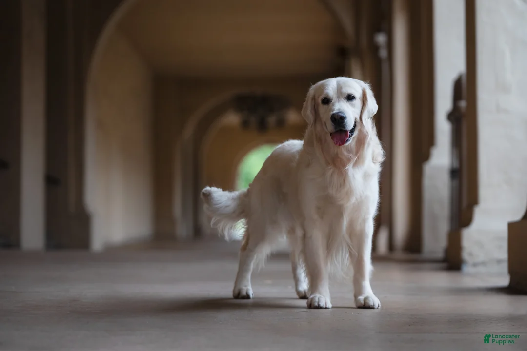 Golden Retriever dogs for stud: Golden retriever stud - Ad 1