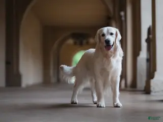 Golden Retriever dogs Golden retriever stud - Ad 5