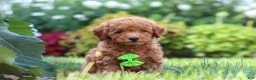 Miniature Poodle dogs for sale: Leo - Ad 7