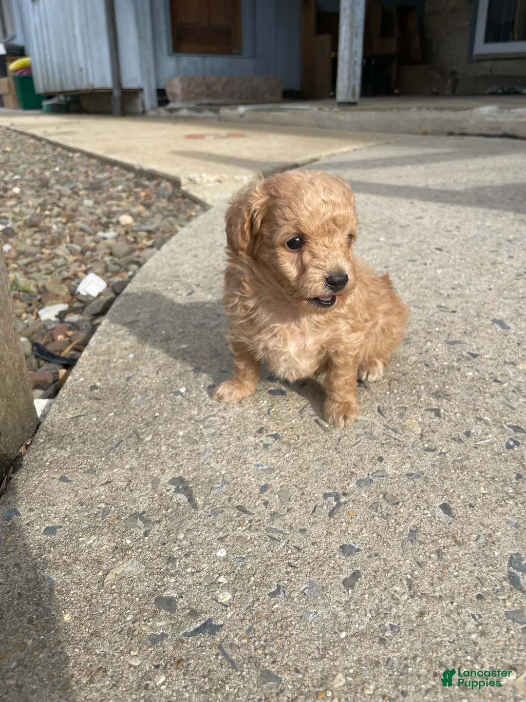 Mini Bernedoodle dogs for sale: Caramel - Ad 2
