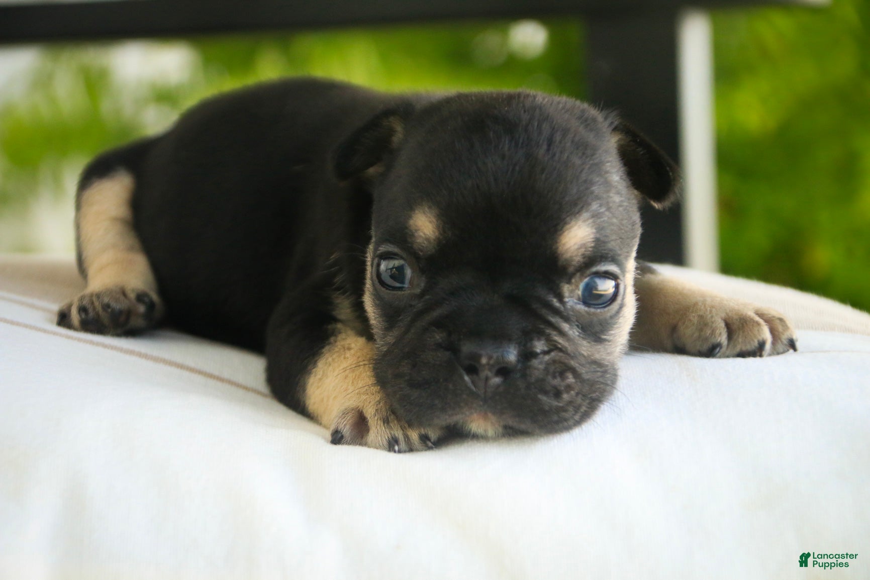 French Bulldog dogs Finn French Bulldog  - Ad 2