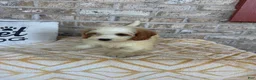 Mini Bernedoodle dogs for sale: Bailey - Ad 3