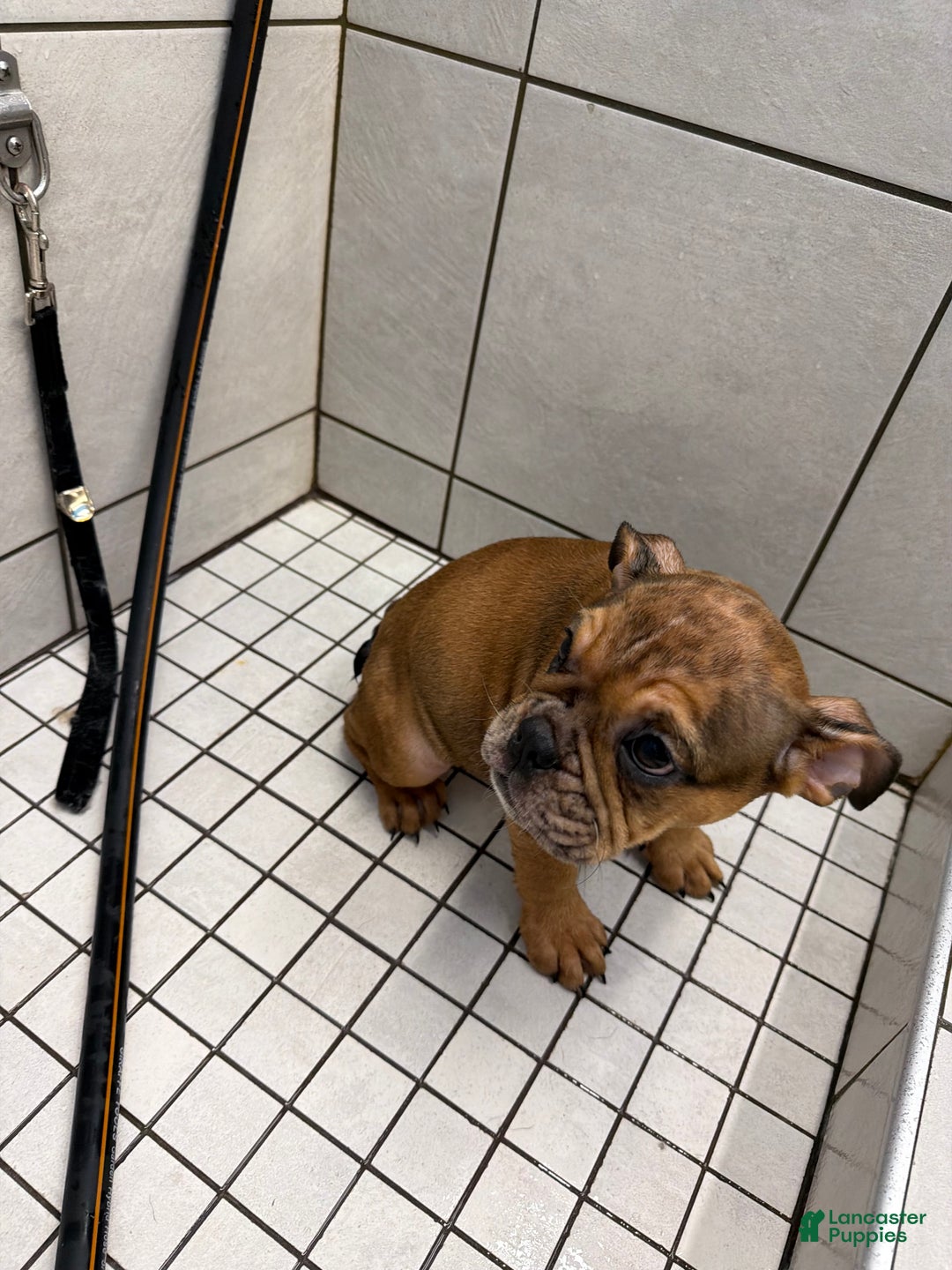 English Bulldog dogs for sale: Mocha - Ad 9